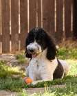 Poodle playing ball in backyard Art Print